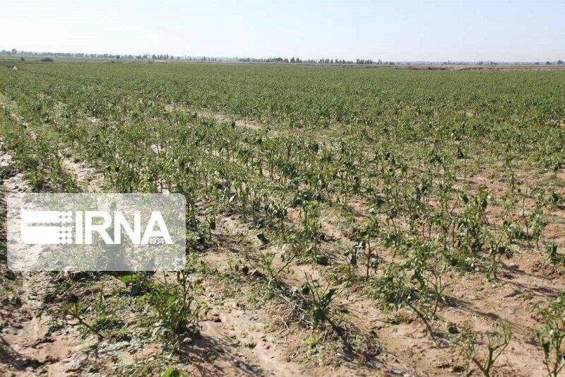 خشکسالی چهار هزار و ۳۰۰ میلیارد تومان به کشاورزی کرمانشاه خسارت زد
