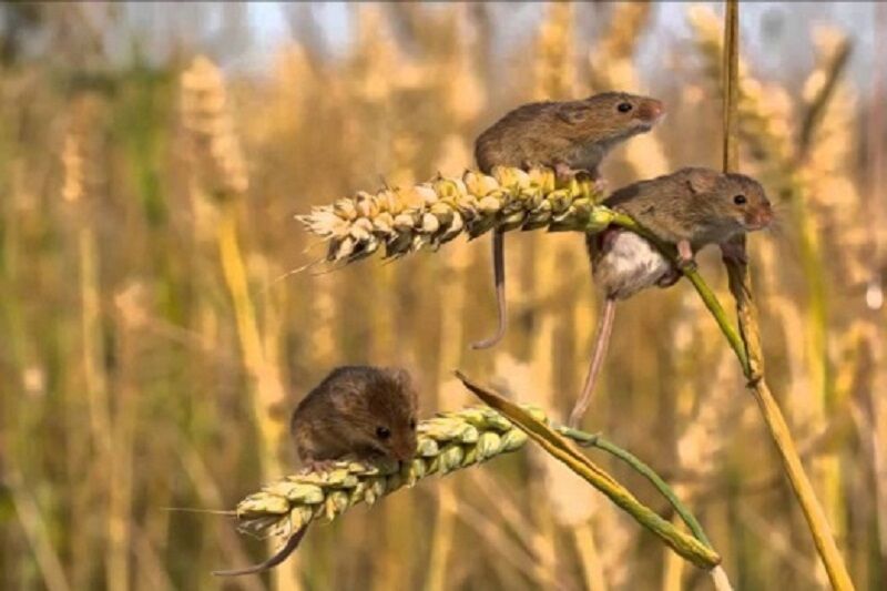 موش‌ها در مزارع مریوان طغیان کردند