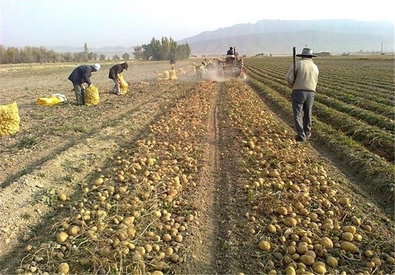 برداشت سیب زمینی از مزارع قصرشیرین آغاز شد
