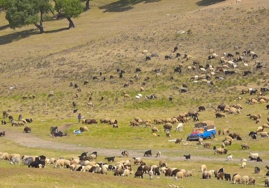 پشم دام عشایر خراسان جنوبی خرید توافقی می‌شود