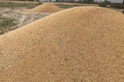 برداشت گندم در جوین خراسان رضوی کاهش یافت