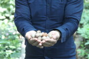 پکان، گردوی گرمسیری آمریکایی که در دزفول به بار نشست