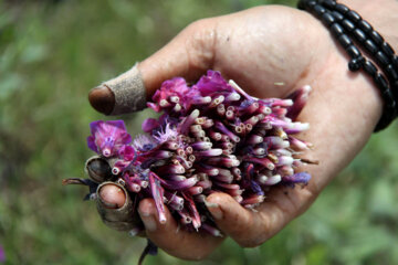 برداشت گیاه دارویی گل گاوزبان در آستارا‎