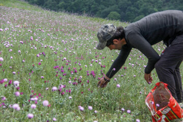 برداشت گیاه دارویی گل گاوزبان در آستارا‎