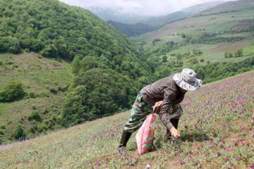برداشت گیاه دارویی گل گاوزبان در آستارا‎