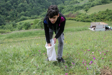 برداشت گیاه دارویی گل گاوزبان در آستارا‎