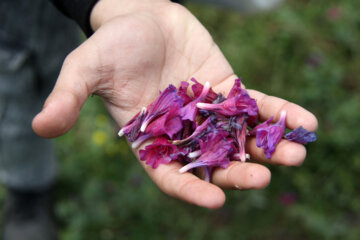 برداشت گیاه دارویی گل گاوزبان در آستارا‎