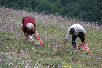 برداشت گیاه دارویی گل گاوزبان در آستارا‎