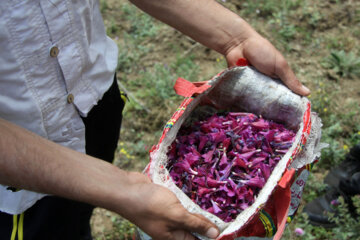 برداشت گیاه دارویی گل گاوزبان در آستارا‎