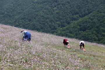 برداشت گیاه دارویی گل گاوزبان در آستارا‎