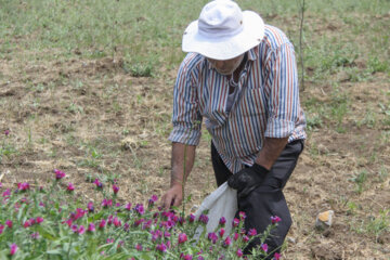 برداشت گیاه دارویی گل گاوزبان در آستارا‎