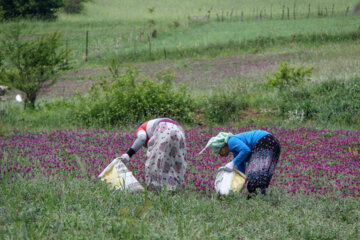 برداشت گیاه دارویی گل گاوزبان در آستارا‎
