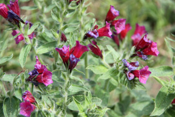 برداشت گیاه دارویی گل گاوزبان در آستارا‎