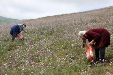 برداشت گیاه دارویی گل گاوزبان در آستارا‎