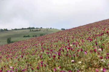 برداشت گیاه دارویی گل گاوزبان در آستارا‎
