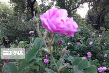 From rose to rosewater; in Iran's Kashan