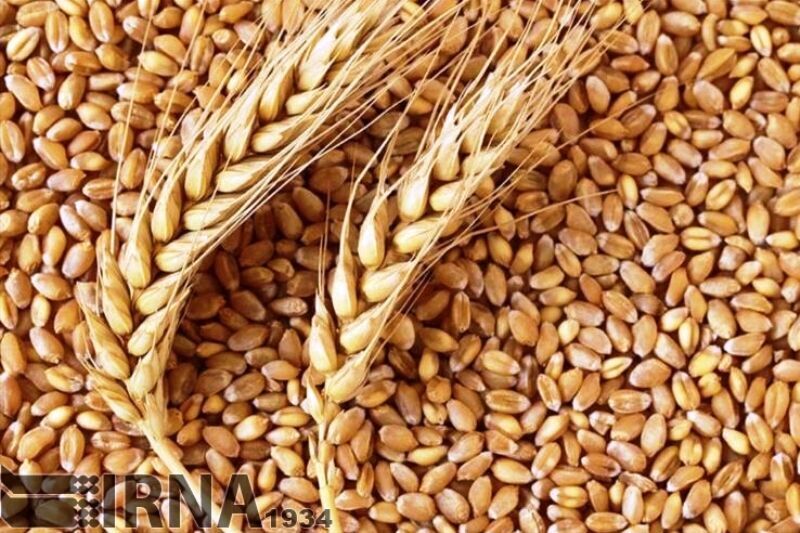 بارندگی شدید در چابهار به چند تن جو وارداتی خسارت زد