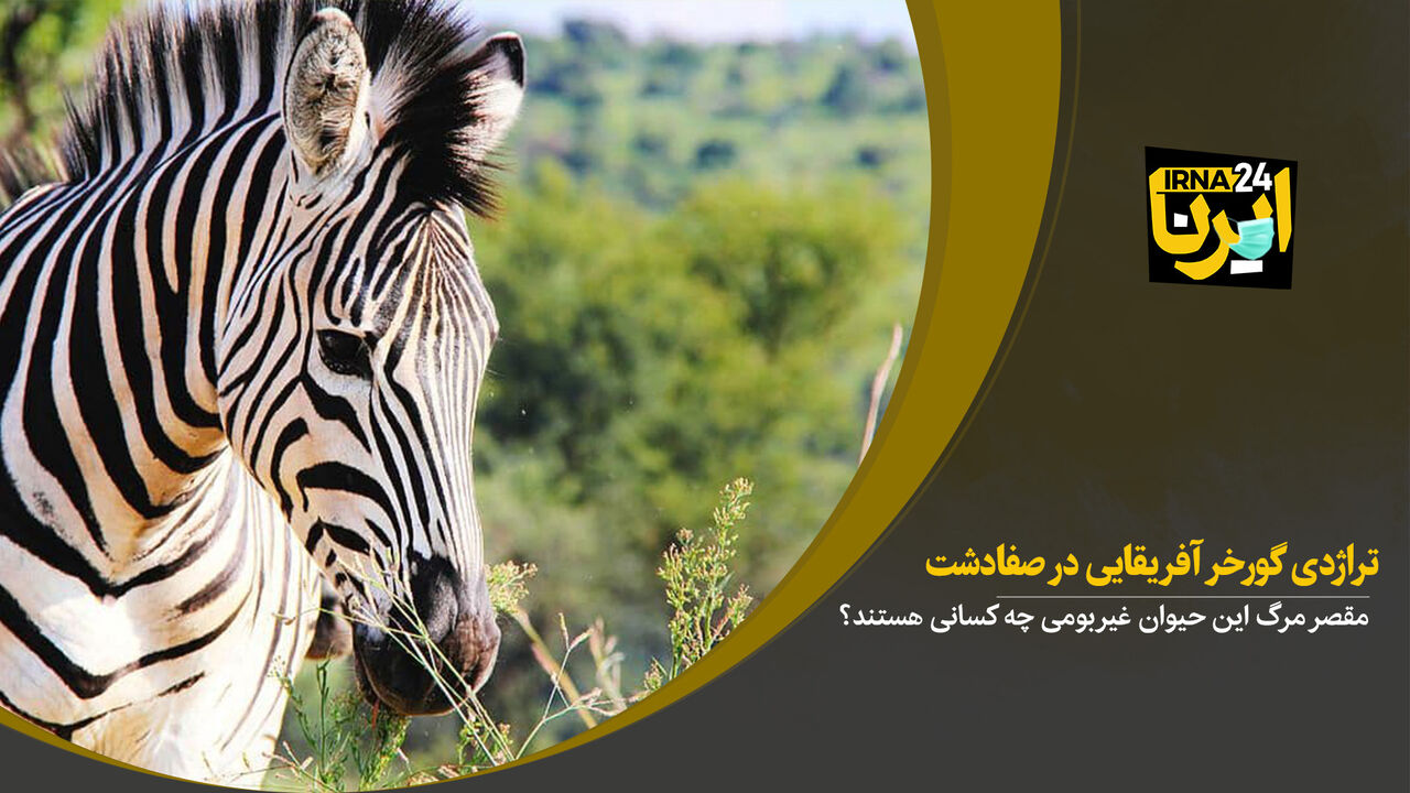 تراژدی گورخر آفریقایی در صفادشت