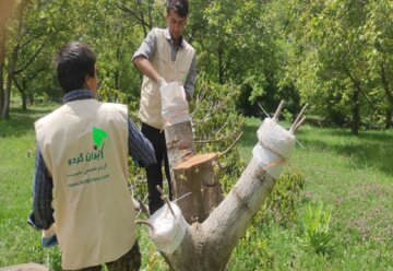 "سرشاخه کاری"، راهی برای جوان سازی درختان گردوی در بوکان