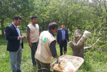 "سرشاخه کاری"، راهی برای جوان سازی درختان گردوی در بوکان