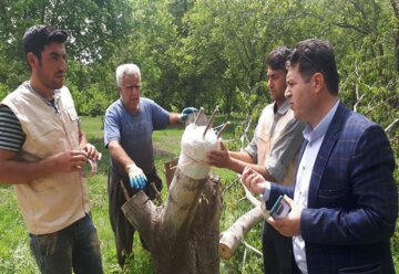 "سرشاخه کاری"، راهی برای جوان سازی درختان گردوی در بوکان