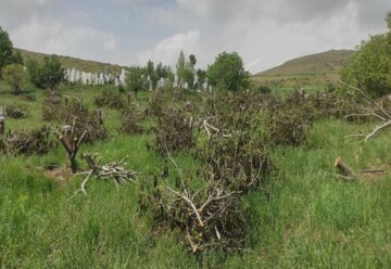 "سرشاخه کاری"، راهی برای جوان سازی درختان گردوی در بوکان