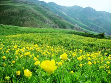 کنگره بین‌المللی زیست فناوری گیاهان دارویی در زنجان  برگزار می‌شود 