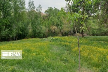 Spring beauties in western Iran; Bijar