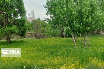 Spring beauties in western Iran; Bijar