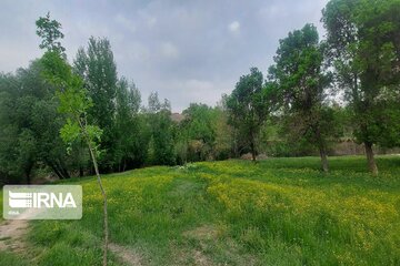 Spring beauties in western Iran; Bijar