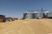 ۱۳۴ هزار تن گندم در استان کرمانشاه خریداری شد