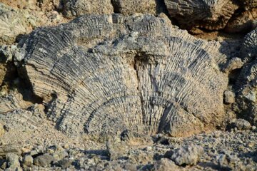 L’Île de Kish, la terre des récifs coralliens