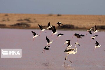 Chabahar beauties; from Gwater Bay to Merrikhi Mountains