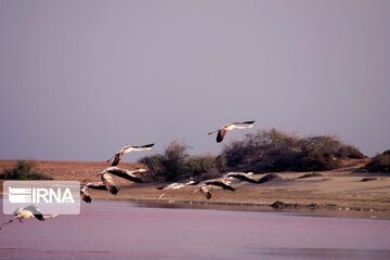 Chabahar beauties; from Gwater Bay to Merrikhi Mountains