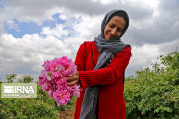 La cueillette des roses dans la province du Khorassan du nord