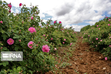 Recolección de rosas de Damasco en Boynurd
