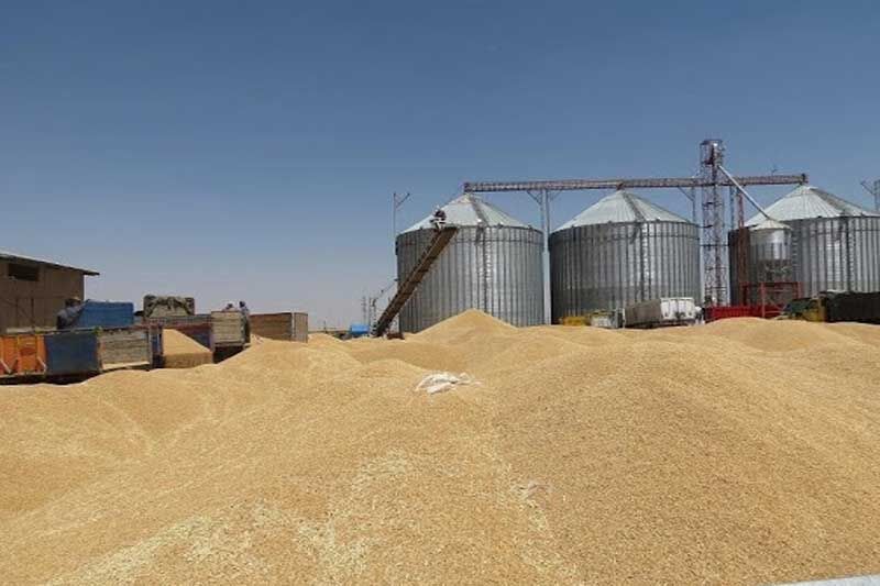 خرید تضمینی گندم در استان همدان به ۲۹۸ هزار تن رسید