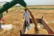 زخم تیغ تنش تغییرات اقلیمی بر گندم‌زارهای مازندران 