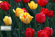Jardín de tulipanes en el noroeste de Irán

