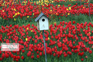 Tulip flower garden in northwestern Iran