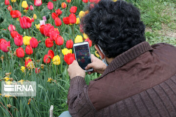 Tulip flower garden in northwestern Iran