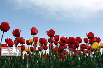 Tulip flower garden in northwestern Iran