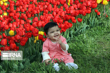 Tulip flower garden in northwestern Iran