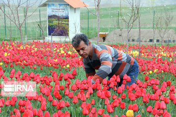 Tulip flower garden in northwestern Iran