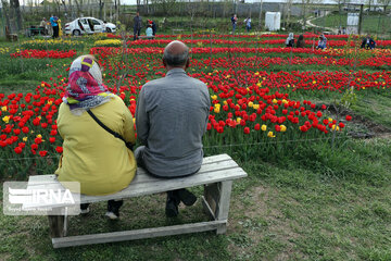 Tulip flower garden in northwestern Iran