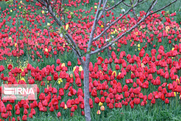 Tulip flower garden in northwestern Iran