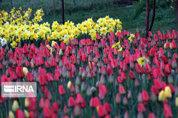 Tulip flower garden in northwestern Iran