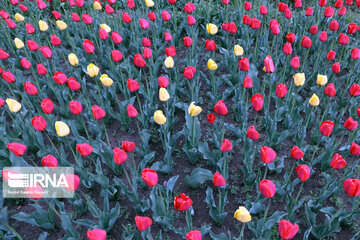 Tulip flower garden in northwestern Iran