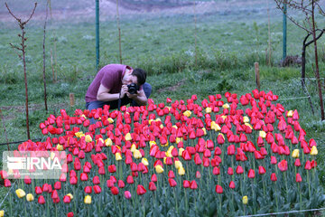 Tulip flower garden in northwestern Iran