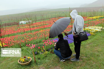 Tulip flower garden in northwestern Iran